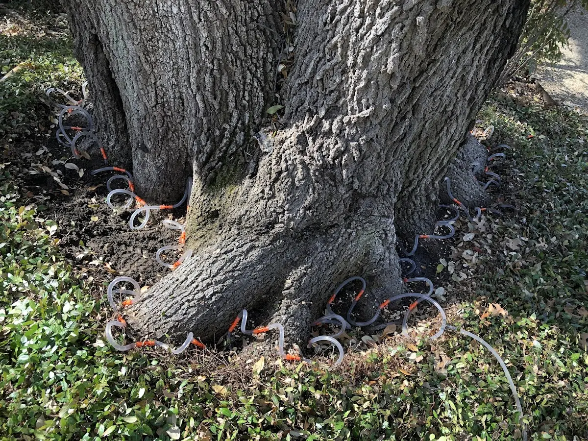 Detailed Tree Cabling and Bracing job site in Angels Camp